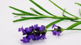 Para ahli aroma terapi merekomendasikan aroma lavender yang harum dan menyejukkan suasana hati.. (Pixabay.com/Bru-nO)