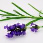 Para ahli aroma terapi merekomendasikan aroma lavender yang harum dan menyejukkan suasana hati.. (Pixabay.com/Bru-nO)