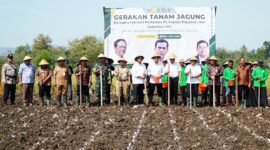 Kepala Badan Pangan Nasional (Bapanas) Arief Prasetyo Adi ikut dalam ‘Gerakan Tanam Jagung’. (Dok. Tim Komunikasi Bapanas)